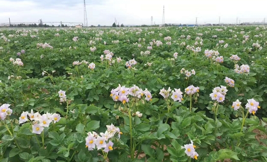 糖心vlog
种植基地