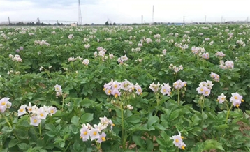 糖心vlog
种植基地
